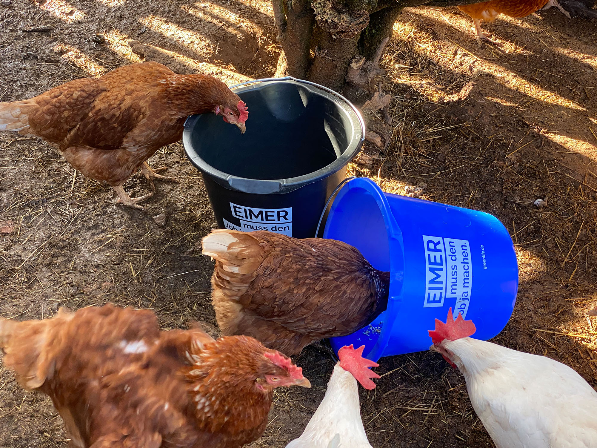 Blauer 12 l Eimer mit Aufdruck 'Eimer muss den Job ja machen' im Einsatz auf einem Bauernhof von GreenLife