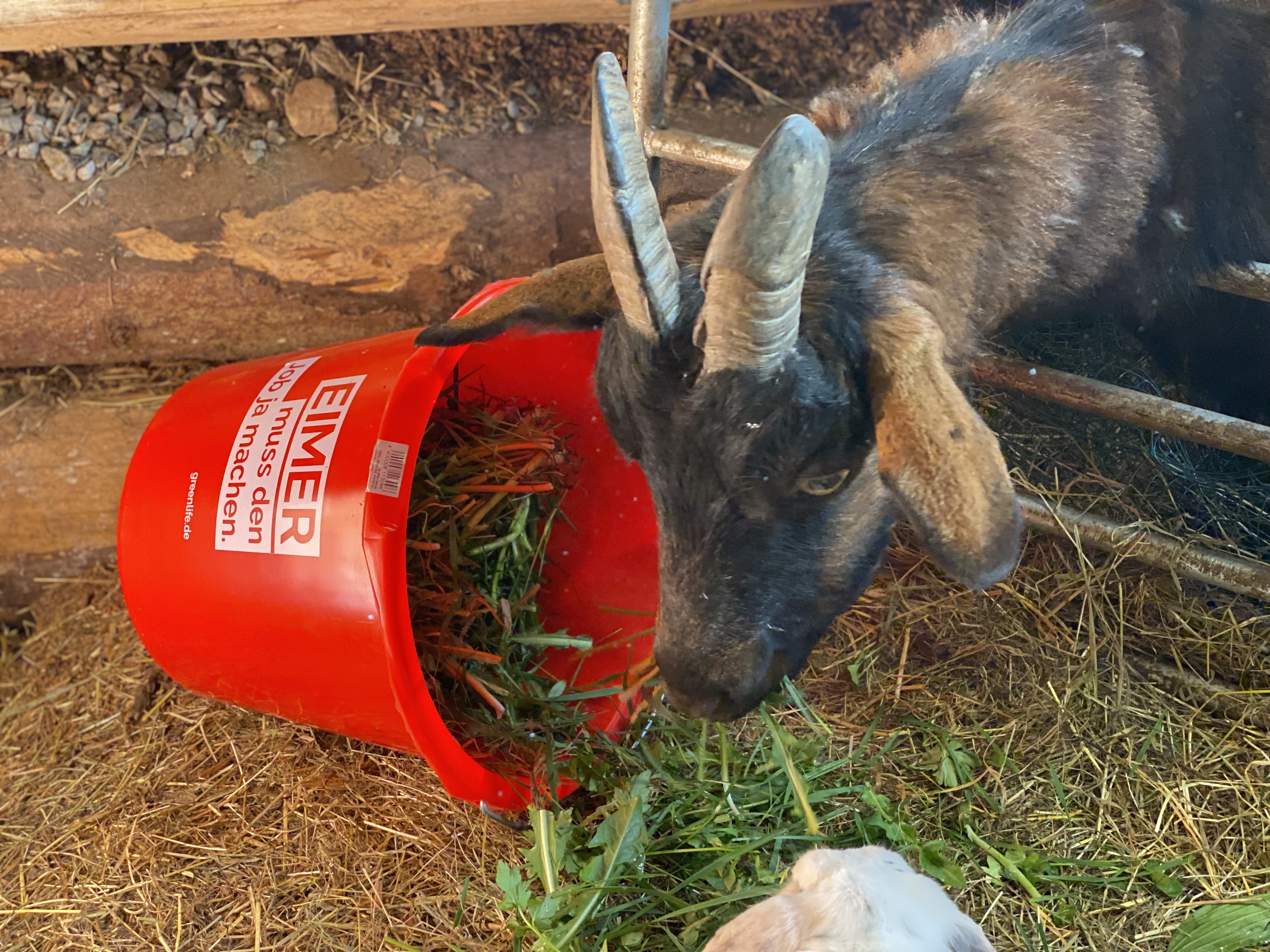 12 l Eimer mit Aufdruck "Eimer muss den Job ja machen"